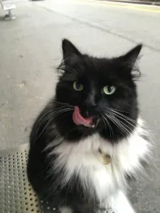 chat-gare-525x700.jpg