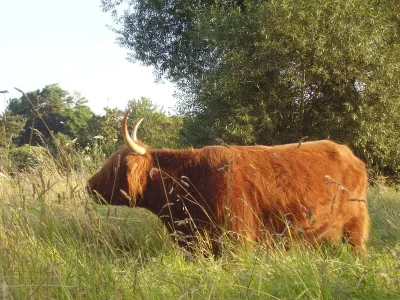 cow.jpg