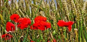 fleur rouge.jpg
