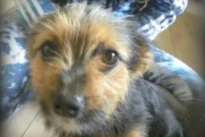 chien4.jpg