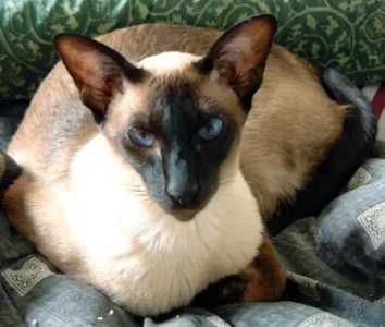 Beautiful-Siamese-siamese-cats-18845188-399-339.jpg