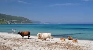 Plage corse.jpg
