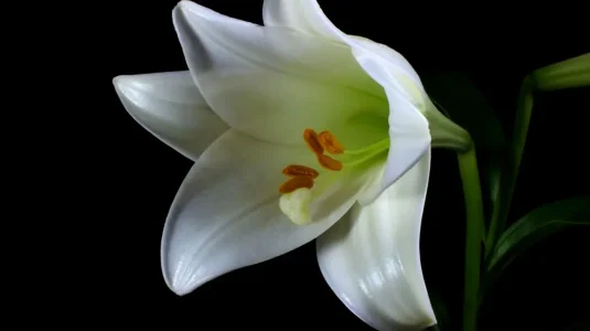 ouverture-fleur-blanche.jpg