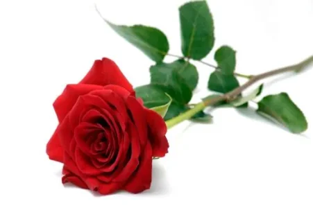 rose rouge.jpg