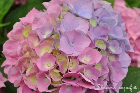 hortensias.jpg