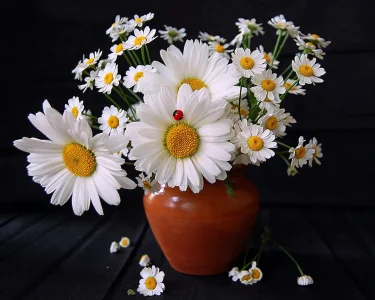 joli_bouquet_marguerites.jpg