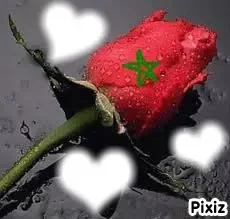 rose-marok19.jpg