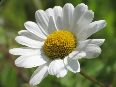 Marguerite.jpg