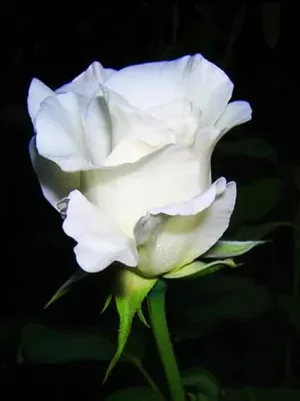 rose-blanche.jpg