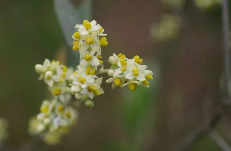 fleurs_olivier.jpg