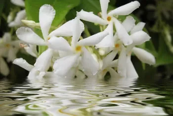 jasmin.jpg