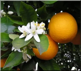 fleur-oranger.jpg