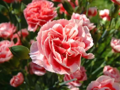 oeillet-culture-dianthus-caryophyllus.jpg