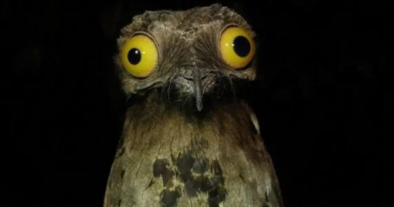 Hibou tout doux.jpg
