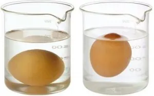Oeuf-frais-500x312-500x312.jpg