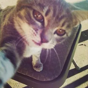 Cat-Selfie-1.jpg