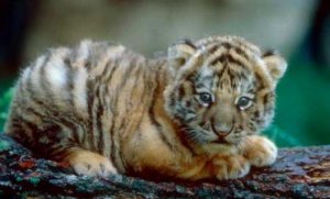 bebe-tigre.jpg