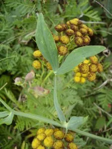 feuilles-gesse.jpg