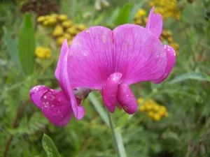 fleurs-gesse.jpg