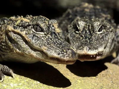 aligator.jpg