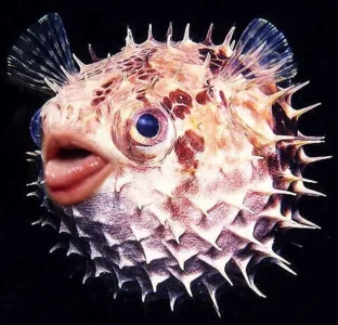Un-nouveau-Passe-Temps-Mettre-la-Bouche-de-Donald-Trump-sur-un-Poisson-Ballon-04.jpg