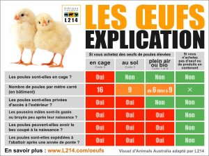 categories-oeufs-traitement-poussins-poules.jpg