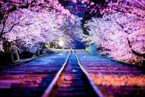 cherry-blossom-sakura-3.jpg