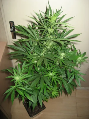 Cannabis.jpg