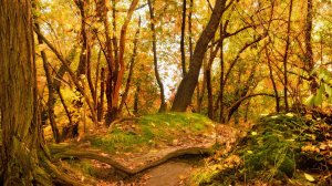 View_of_the_woods_in_autumn-_Autumn_Landscape_wallpaper_1366x768.jpg