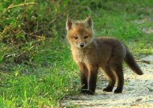 bebe_renard.jpg