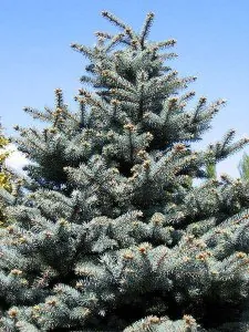 sapin.jpg
