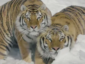 tigre7.png
