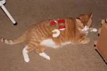 image.jpg