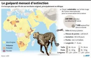 guépard.jpg