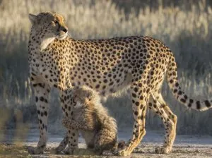 guépard1.jpg