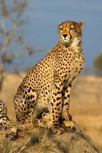 290px-TheCheethcat.jpg