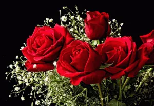 roses-rouges.gif