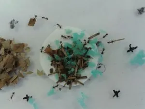 fourmis2.jpg