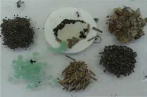 fourmis3.png