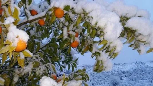 Setif.jpg