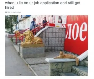 job-cat.JPG