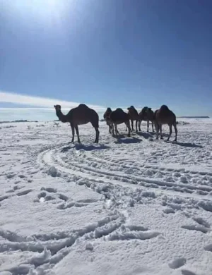 sahara-neige-6.png