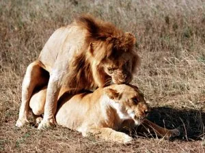 sexe-animaux.jpg