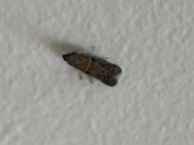 mites.jpg