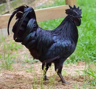 coq-noir-ayman-cemani-1.jpg