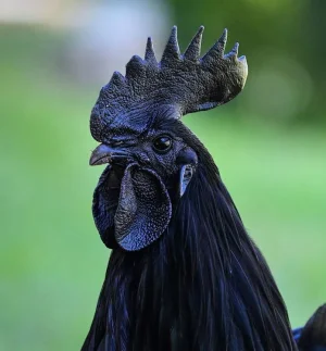 coq-noir-ayman-cemani-24.jpg