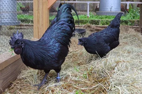 coq-noir-ayman-cemani-25.jpg