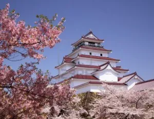 657589CerisierduJapon.png