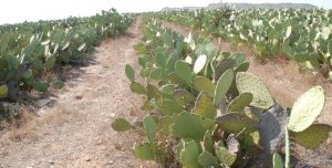 Cactus-Maroc.jpg.pagespeed.ic.8clf_KKYtA.jpg