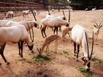 Oryx.jpg